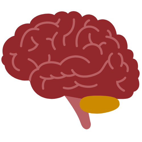 brain icon