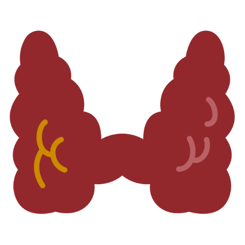 thyroid icon