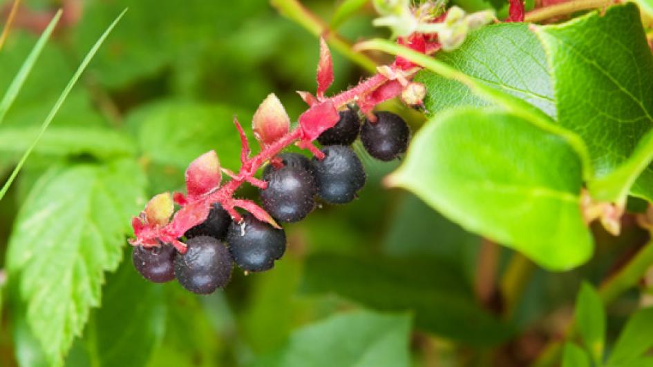 Salal Berry