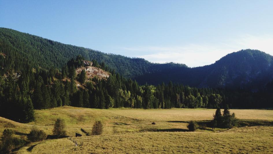 rolling hills of Colville forest